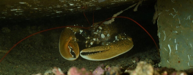 Homard-récif-Seaboost-770x300_1_1