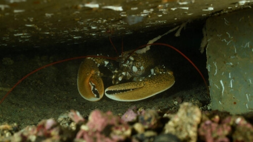 Homard-récif-Seaboost-500x280_1_1