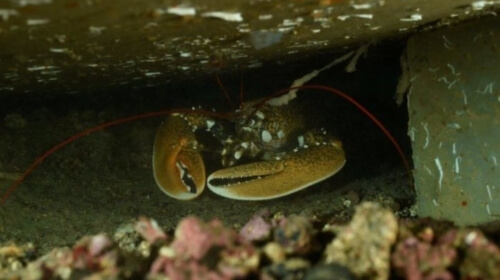 Homard-récif-Seaboost-e1584627545888-500x280_1_1