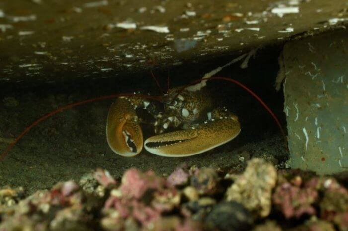 Homard-récif-Seaboost-e1584627545888-700xauto_1_1