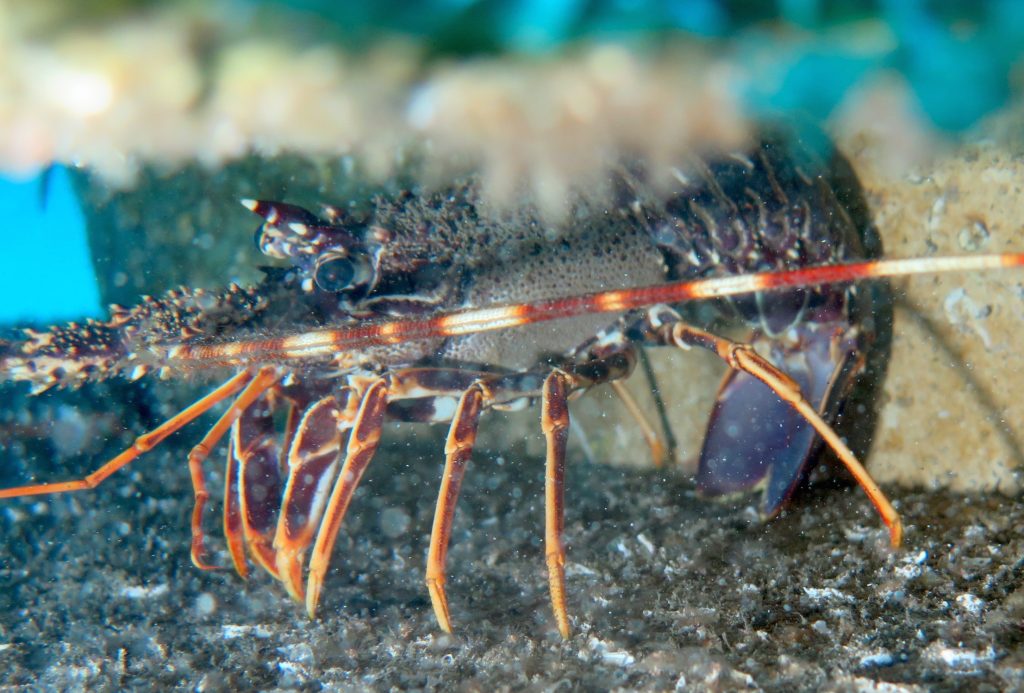 Lapinski lobster Seaboost