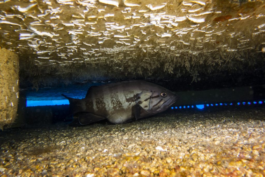 Mérou gris SEABOOST Dalle